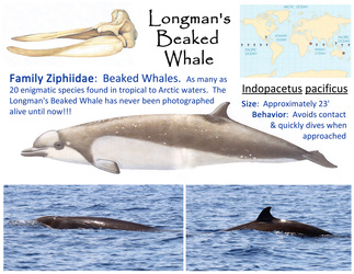 Longman's Beaked Whales